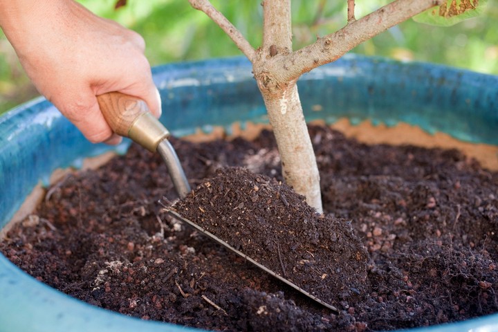 Nova zahrada - zemina